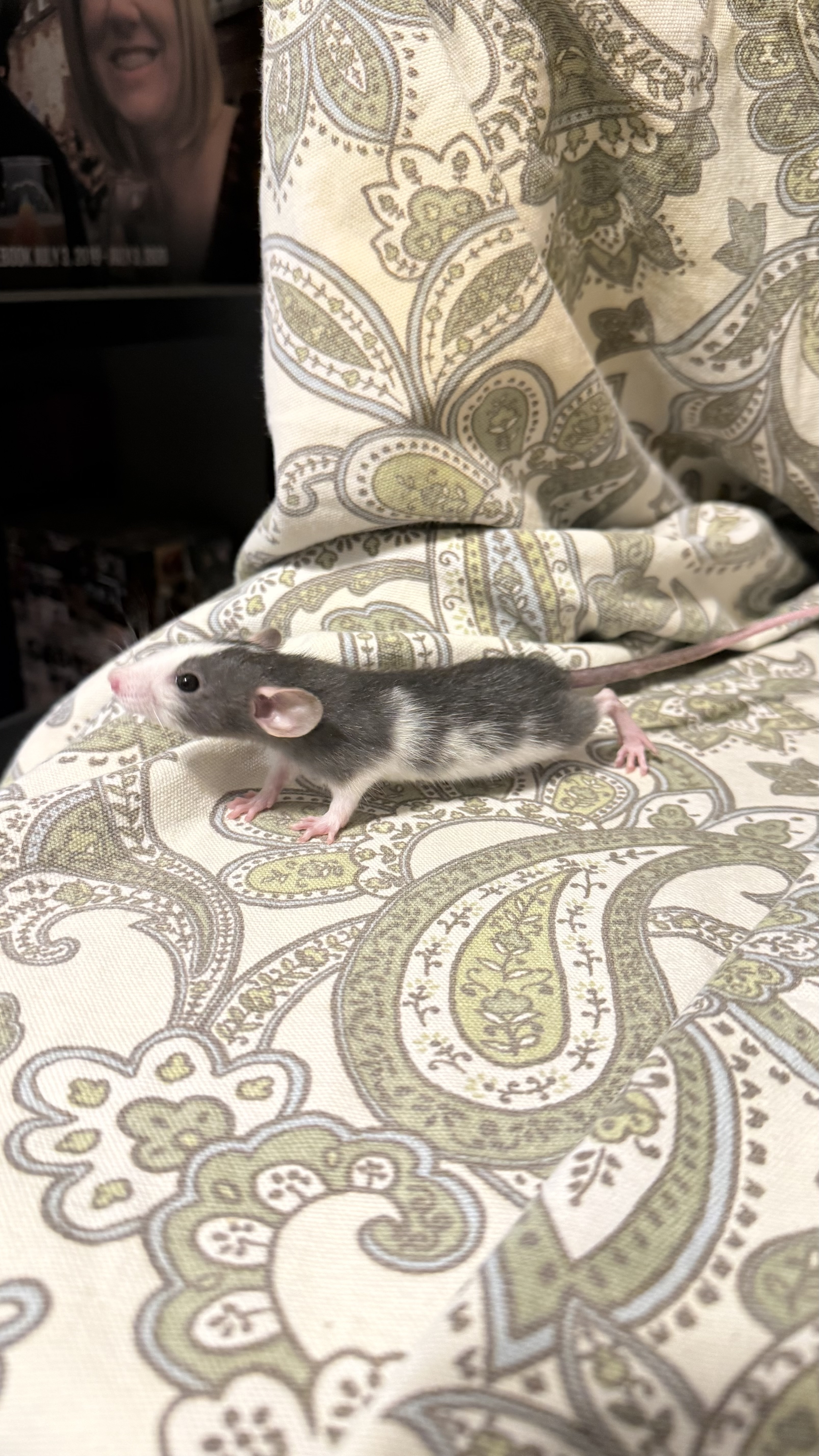 Quartz - dwarf dumbo