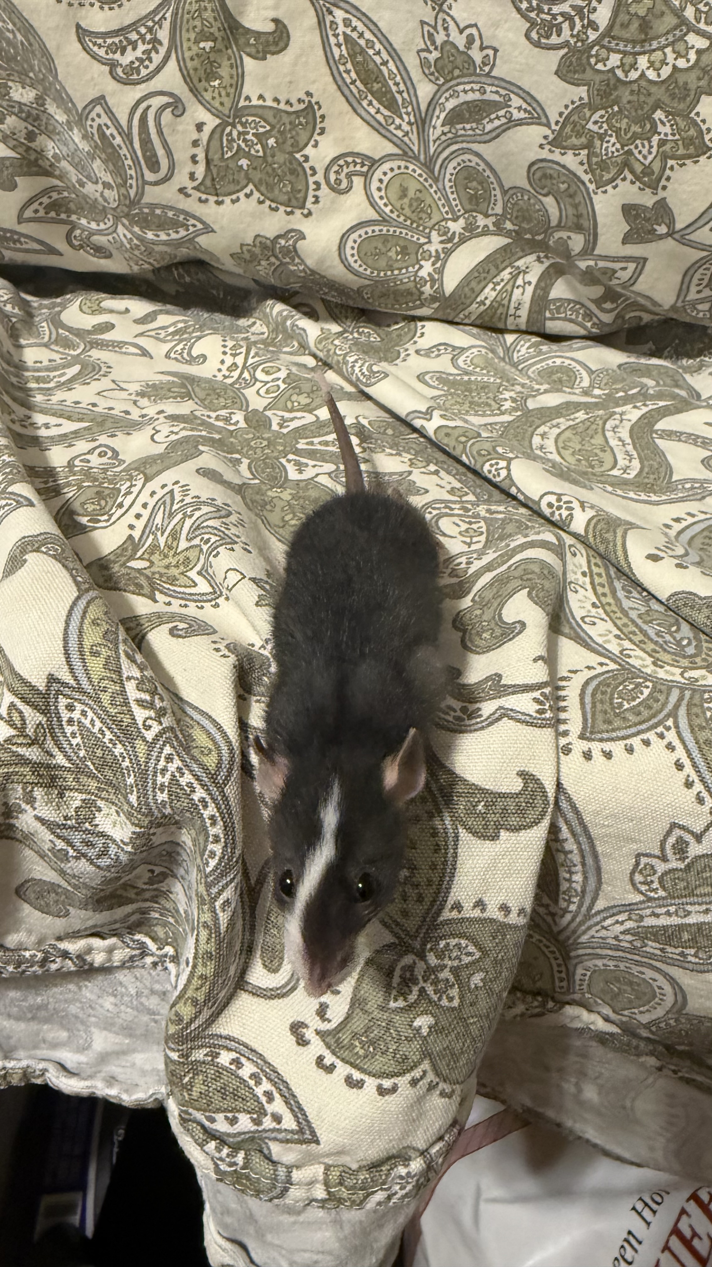Obsidian- dwarf dumbo