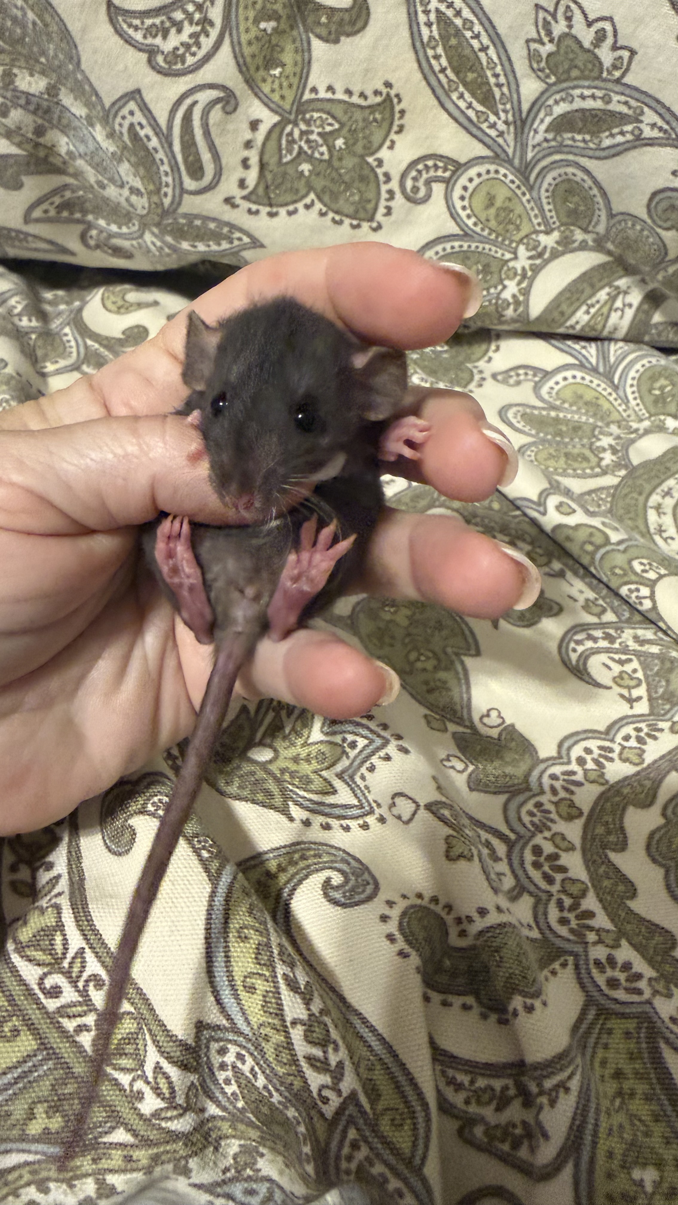 Jasper -  Dwarf dumbo