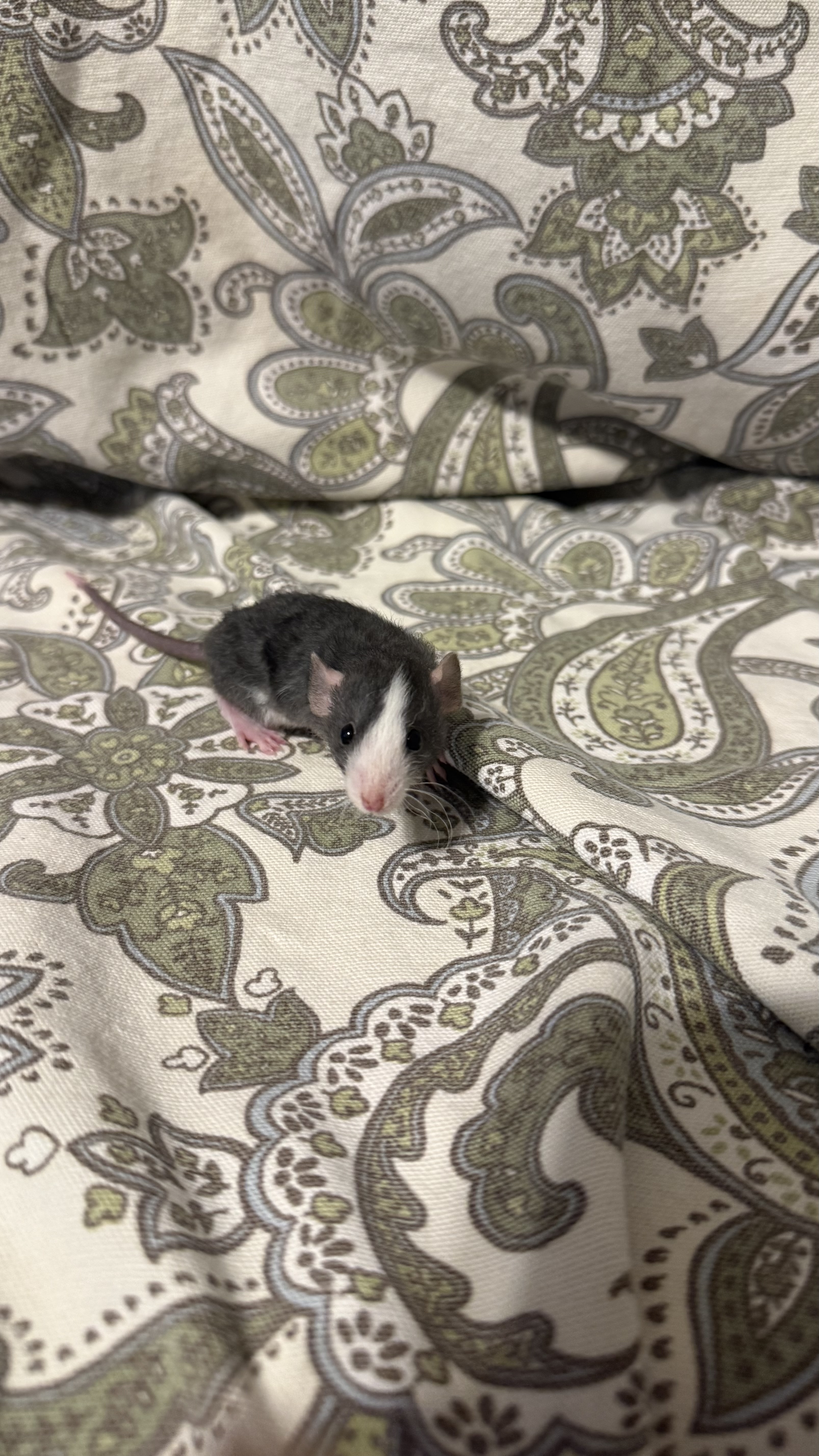 Onyx - Dwarf Rex