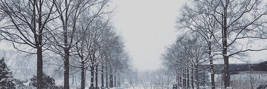 Free Winter Trees Png Pack Tree Winter Png Free Clipart 1313522 Pikpng