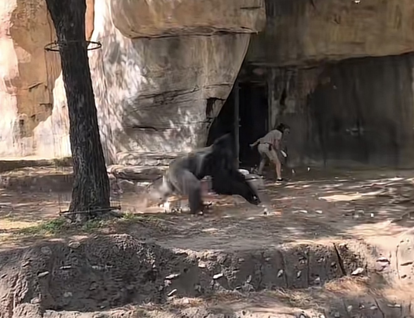 Viral TikTok Video Captures Fort Worth Zoo Employees’ Encounter with Gorilla