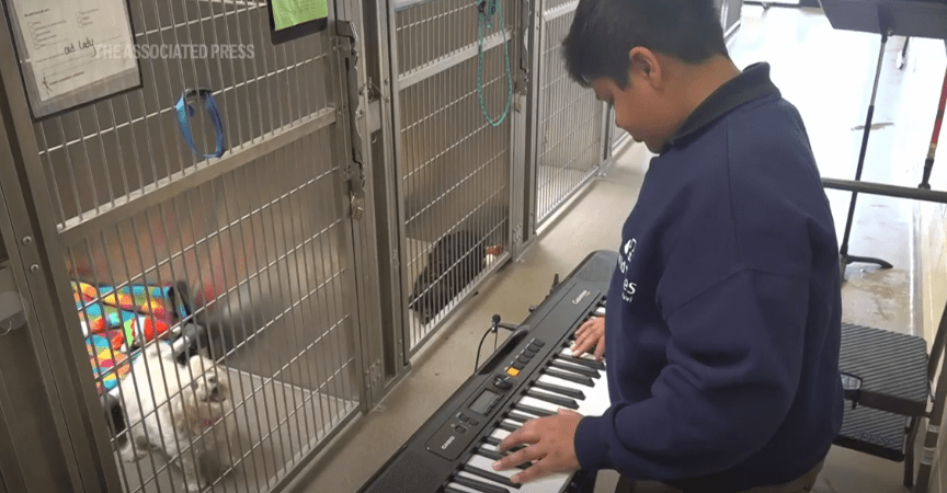 Young Musician Brings Comfort to Shelter Animals Through Live Music