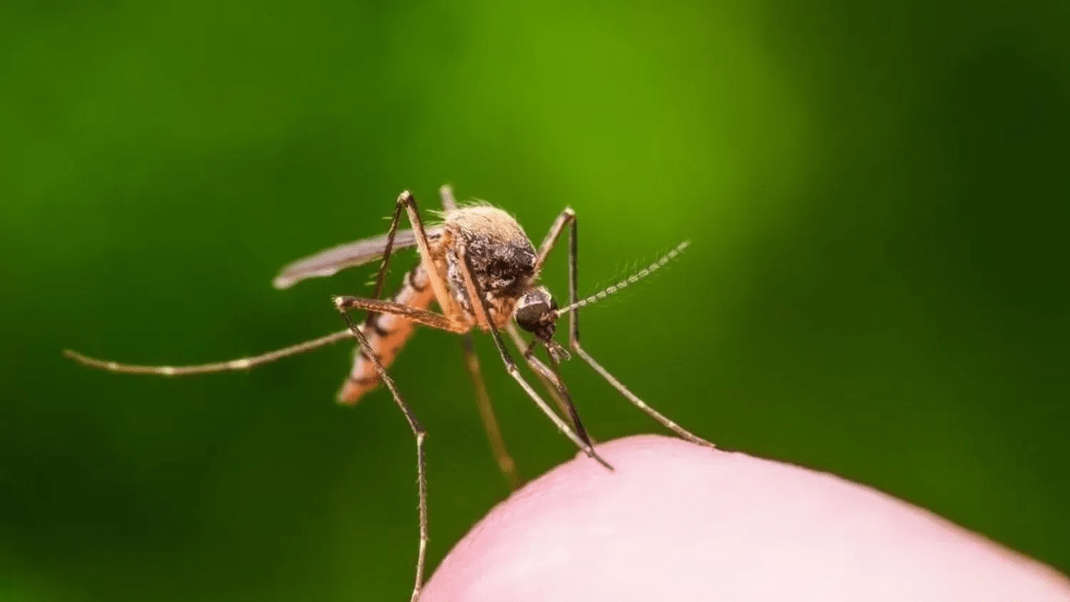 Harris County West Nile Virus Case Not Confirmed