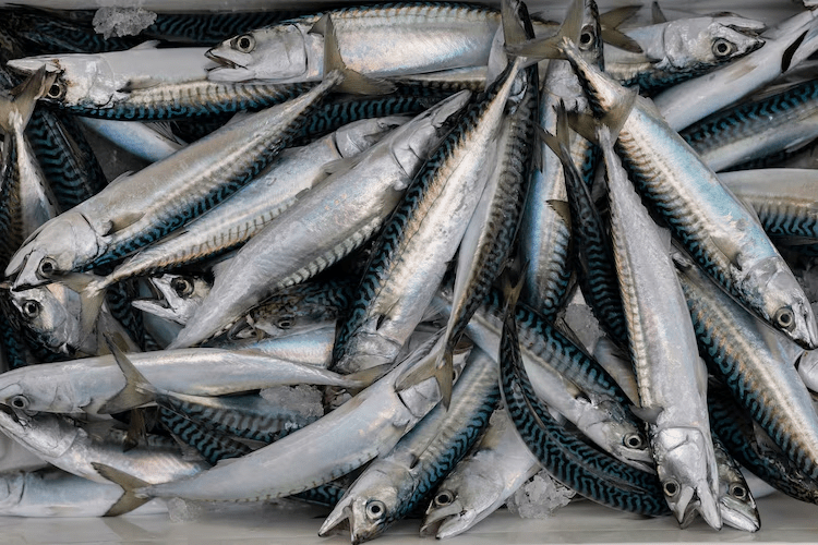 Ocean Damage Nearly Doubles Cost of Climate Change, Study Finds