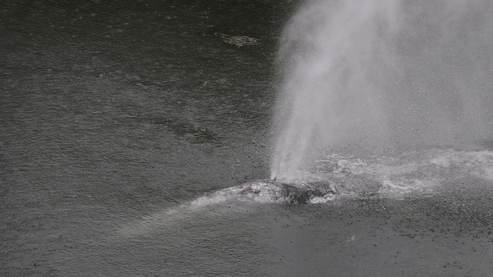 Gray Whale Found Dead After Rare River Journey in Washington