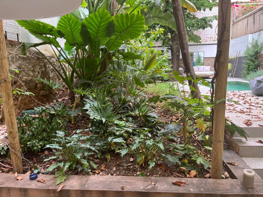 conjunto selvático de plantas