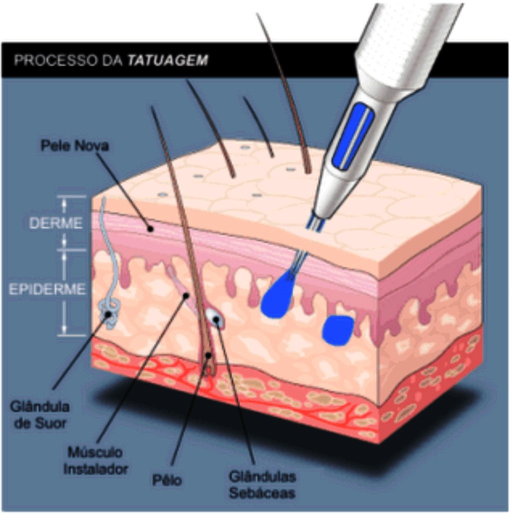 Camadas da pele que a tatuagem atinge A Ciencia Da Tatuagem Liga Academica De Ciencias