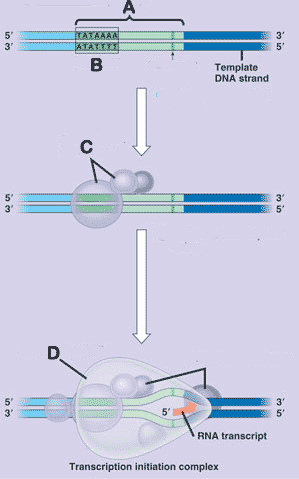 Quia - AP Chapter 17 - From Gene To Protein (detailed) Quia - AP Chapter 17 - From Gene To Protein (detailed)