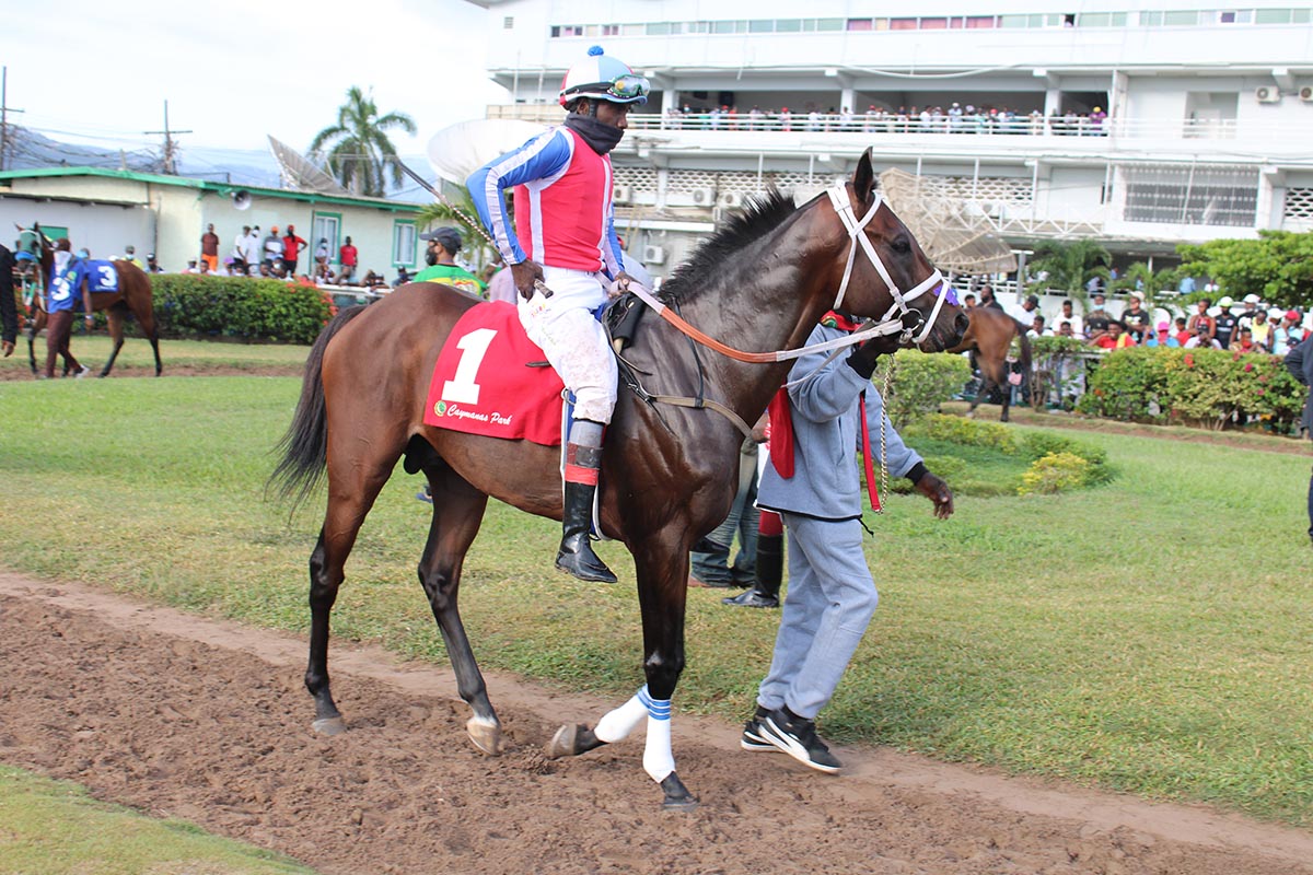 Calculus (Shane Elis) in the Parade Ring before the start of the Derby. (Photo: Kimberly Bartlett)
