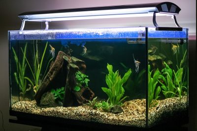 Aquarium Filter Noise Reduction How To Make A Fish Tank Filter Quieter Aquarium Filter Noise Reduction How To Make A Fish Tank Filter Quieter