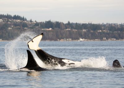 Quiet Sound’s Fourth Seasonal Voluntary Commercial Vessel Slowdown Kicks Off to Protect Endangered Southern Resident Killer Whales in Puget Sound