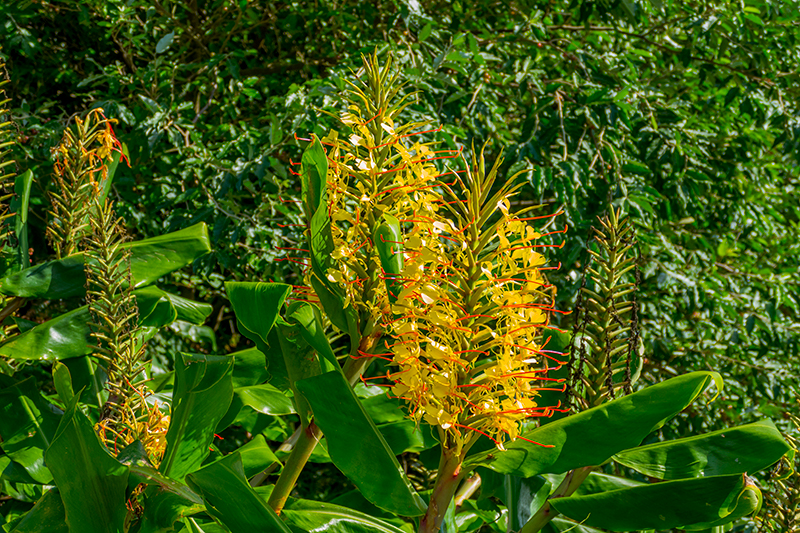 Flores nos Açores