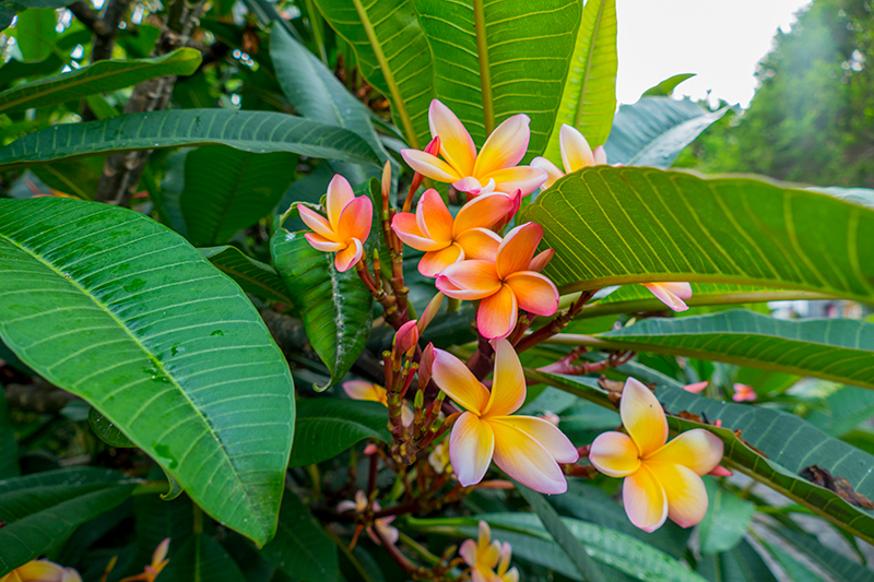 Flores nos Açores