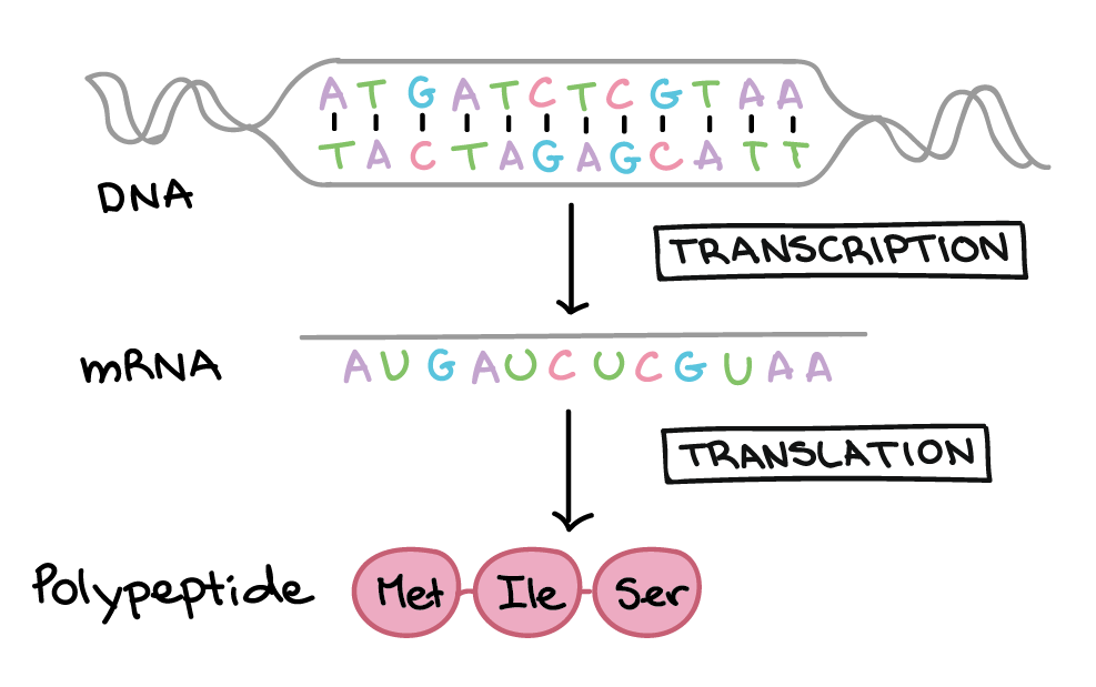 Dna mutations practice worksheets answer key word problem practices transcription translation. Dna Transcription And Translation Genetics Quiz Quizizz