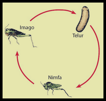 Hewan dewasa ini akan mengalami fase yang . Metamorfosis Hewan Science Quizizz