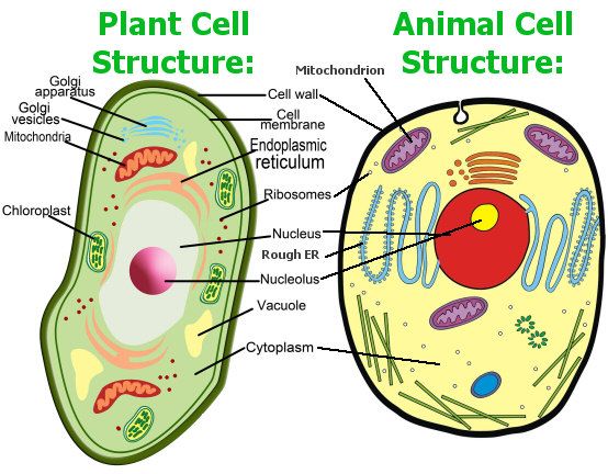 Maybe you would like to learn more about one of these? Review Test 3 Levels Cells Science Quizizz