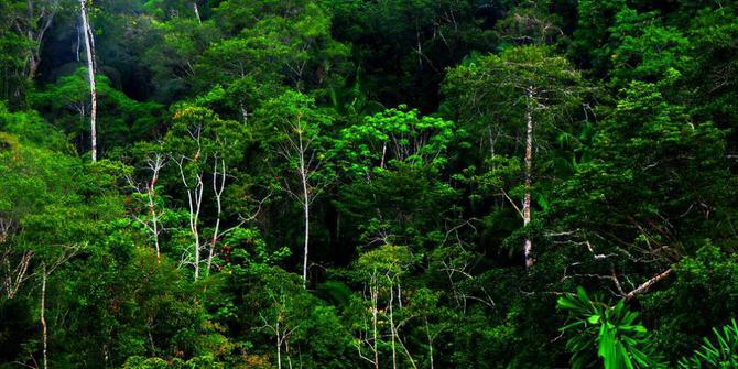 Terdapat di kawasan yang bersaliran buruk. Sumber Hutan Other Quiz Quizizz