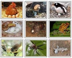Haiwan Bertelur Sedikit Dan Banyak - Haiwan Bertelur Banyak Dan Bertelur Sedikit Animals Lay Otosection