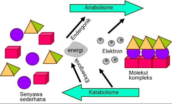 Kuis Katabolisme-12MIPA/IPS | Biology Quiz - Quizizz