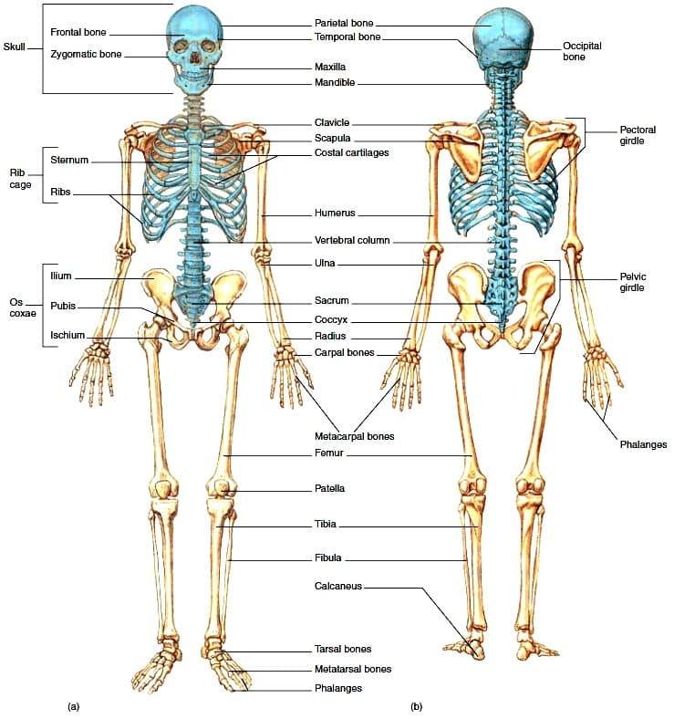 Sendi pelana terdapat pada hubungan antara tulang ibu jari dengan tulang. Sendi Biology Quiz Quizizz