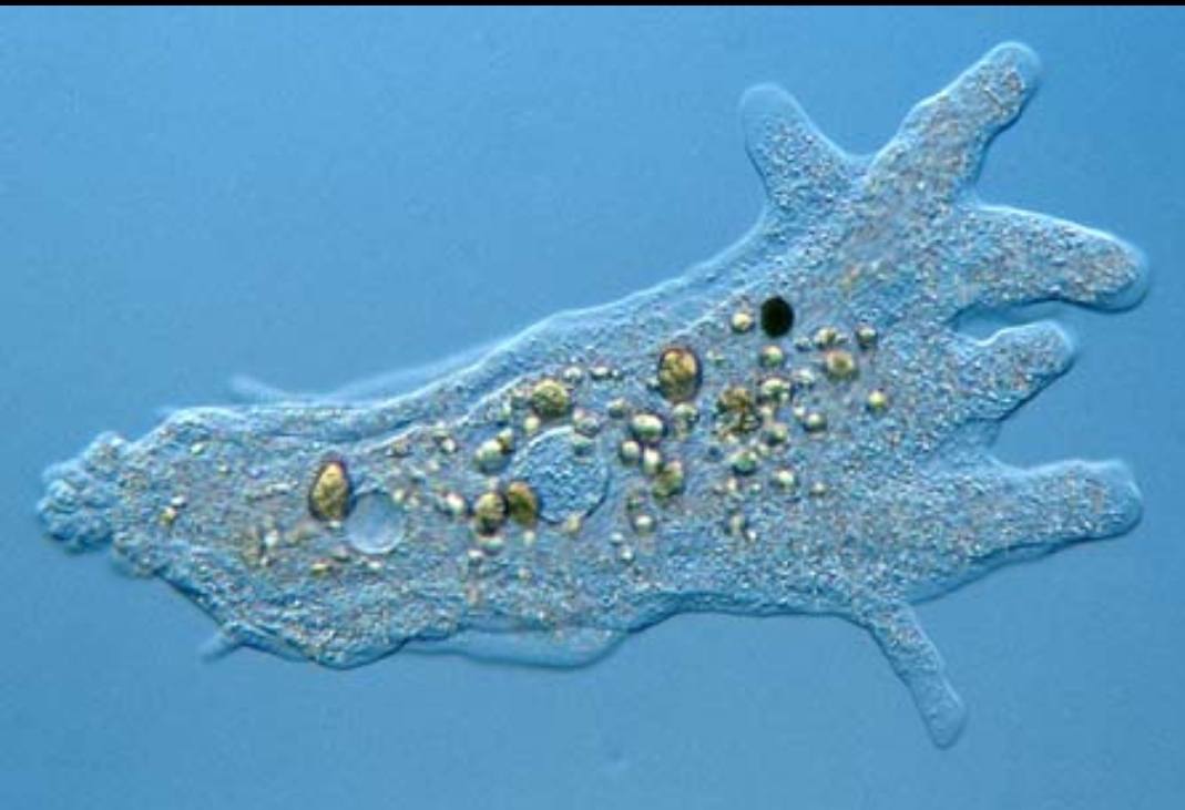 Kemudian sistem ini diubah dengan dipecahnya kingdom monera menjadi. Monera Protista Fungi Biology Quizizz