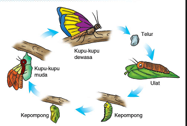 Hewan yang mengalami perubahan bentuk dalam siklus hidupnya . Daur Hidup Hewan Biology Quiz Quizizz