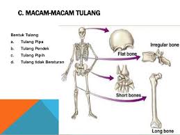 Kamu harus selalu menjaga agar persendianmu bisa tetap bekerja secara . Siku Dan Lutut Termasuk Dalam Persendian Yang Ditunjukkan Oleh Nomor Seputar Nomor