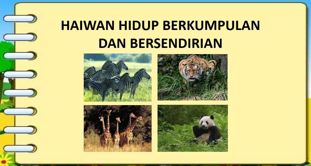 Sejak 1996 ia terbahagi kepada dua spesies, iaitu orang utan borneo (p. Haiwan Hidup Berkumpulan Dan Bersendirian Quizizz