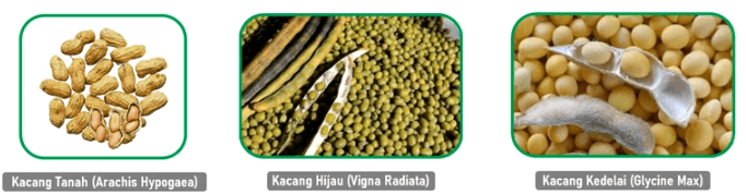 Olahan pangan setengah jadi (produk pangan primer) adalah mengolah bahan baku pangan dengan proses pengawetan, baik pengawetan secara kimia, . Pengolahan Setengah Jadi Serealia Kacang Dan Umbi Quiz Quizizz