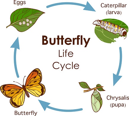 Frog and butterfly life cycles 4th