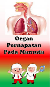Melalui sistem inilah, tubuh menyerap oksigen . Gangguan Pernapasan Science Quizizz