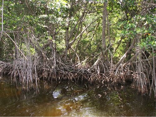 Teacher S Guide Everglades Forever Lee Low Books Give at least two examples.