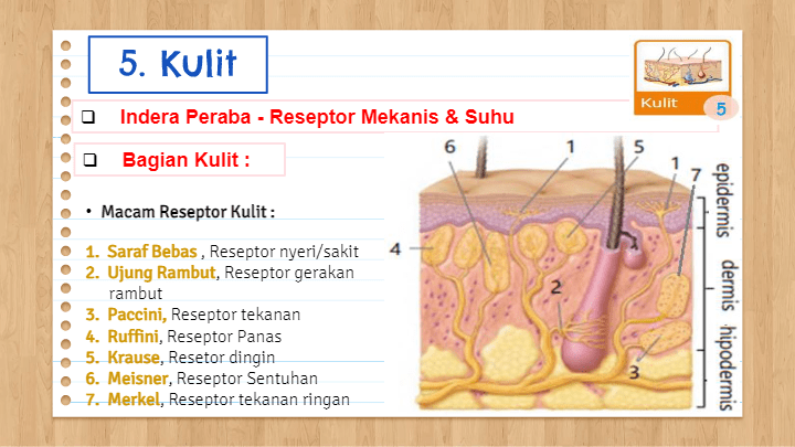 SISTEM INDERA | Biology - Quizizz