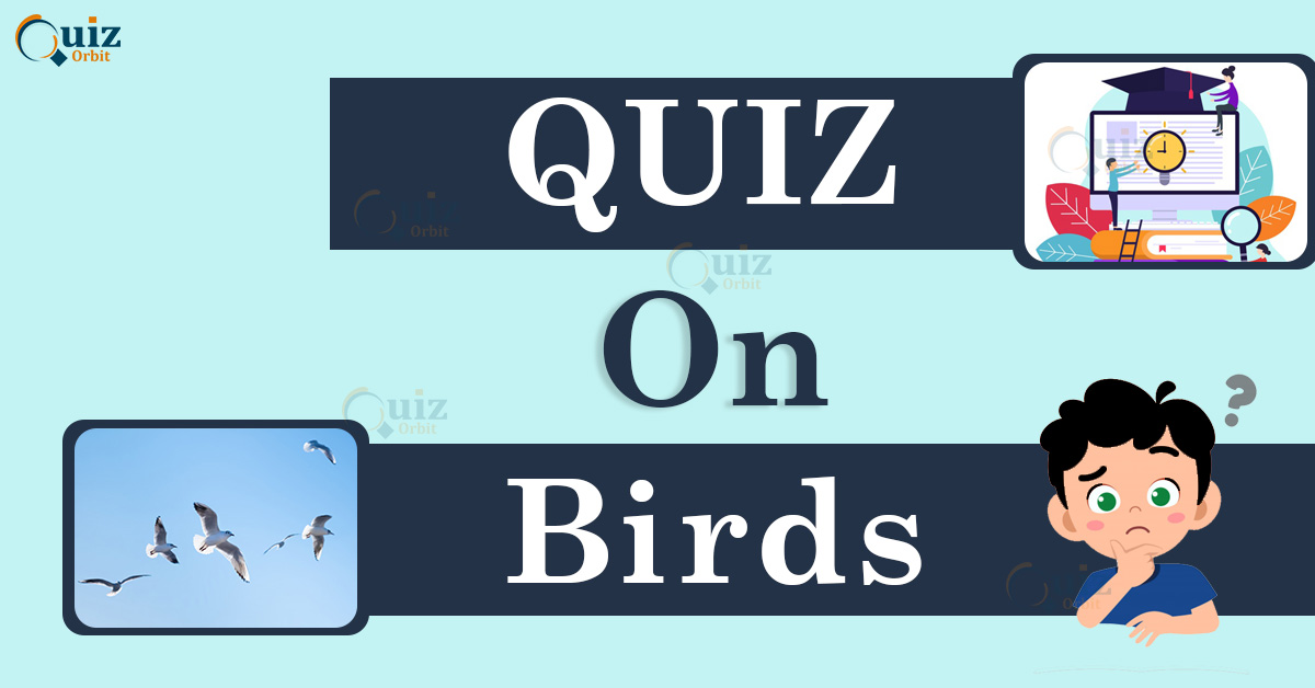 Birds quiz for nature lovers