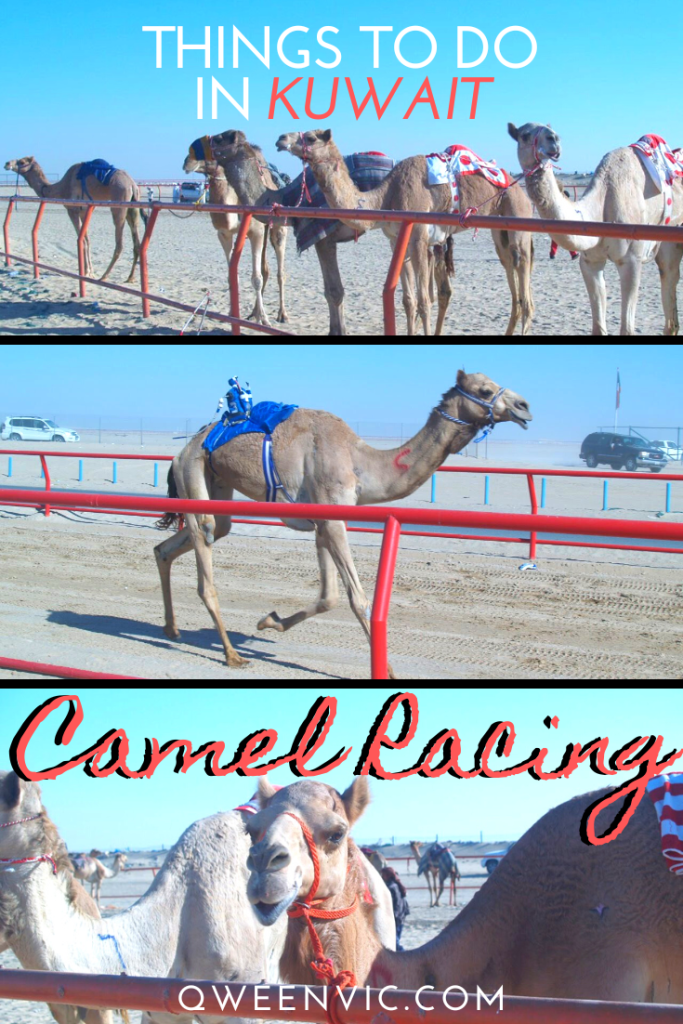 Camel Racing - Things To Do In Kuwait | QweenVic.Com