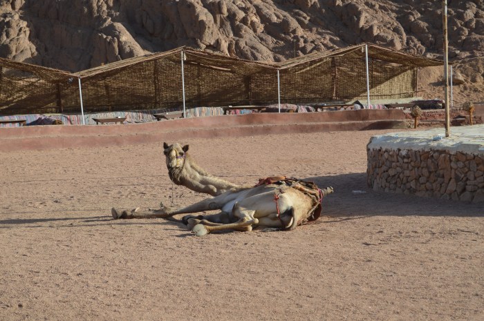 Camel Laying down