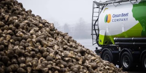 Cosun rekent op kwart minder suikerbieten door droogte