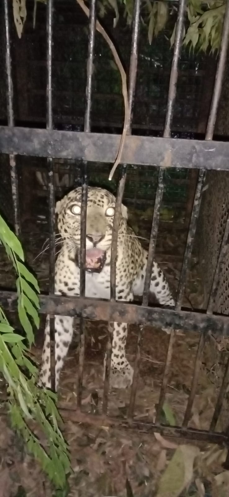 Leopard trapped