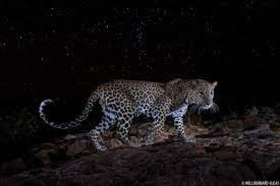 Once again in Tirumala, the leopard is uproar.. Devotees in panic