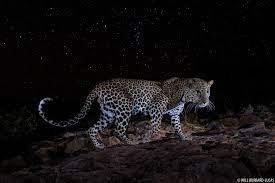 Once again in Tirumala, the leopard is uproar.. Devotees in panic