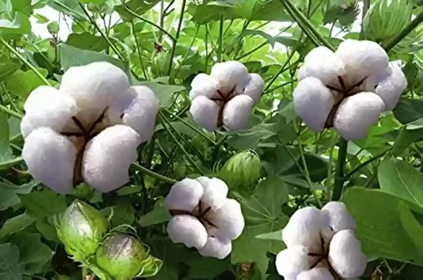 Bad news for farmers.. slightly increased prices of cotton seeds!

