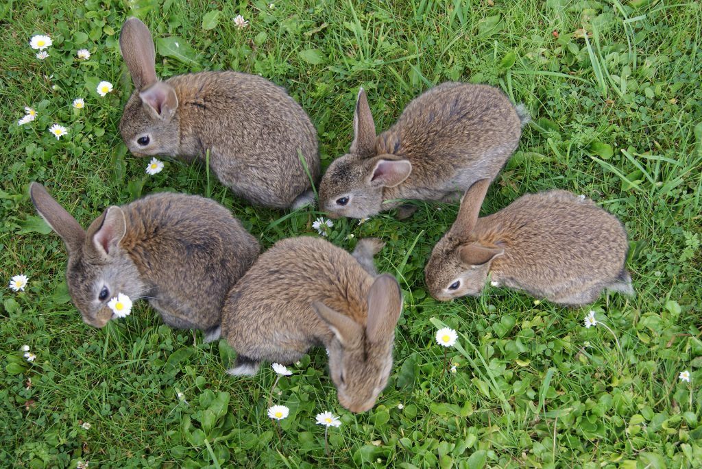 The best rabbit repellent plants: check out these plants that repel