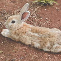 Do rabbits have periods? understanding rabbit reproductive cycle and behavior