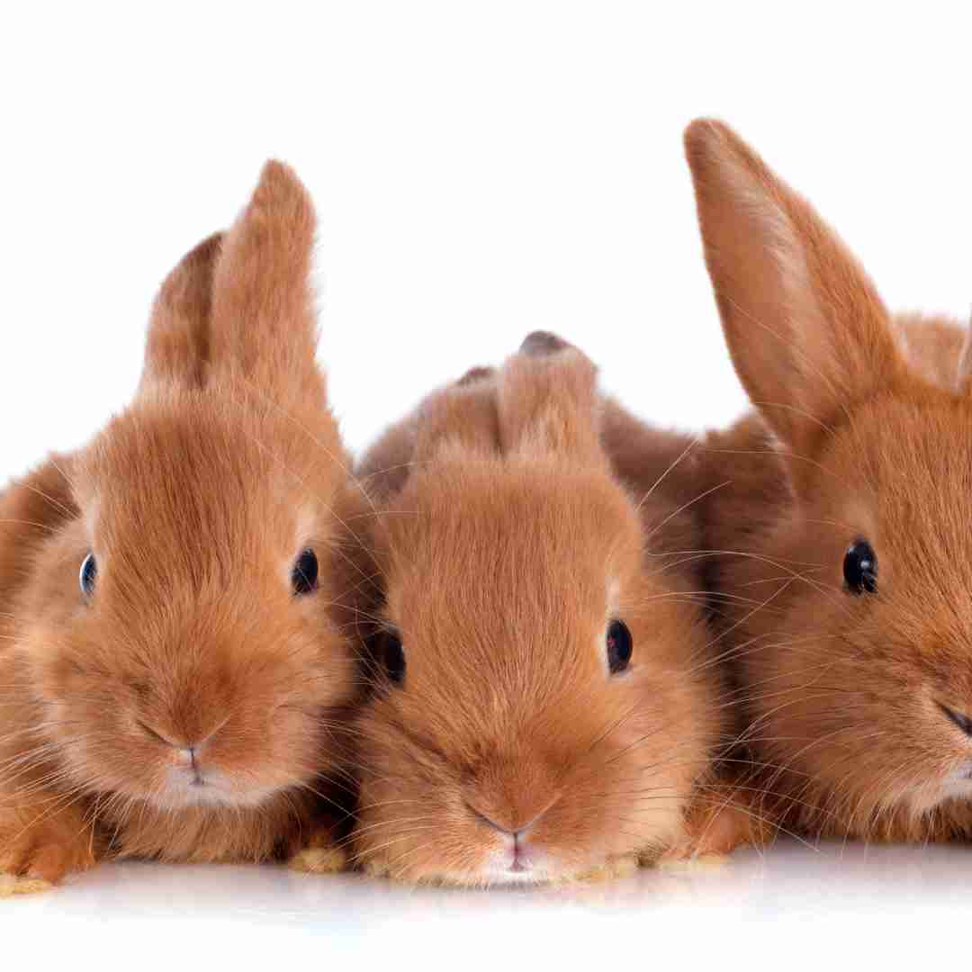 Discover the surprising connections: what are rabbits related to?