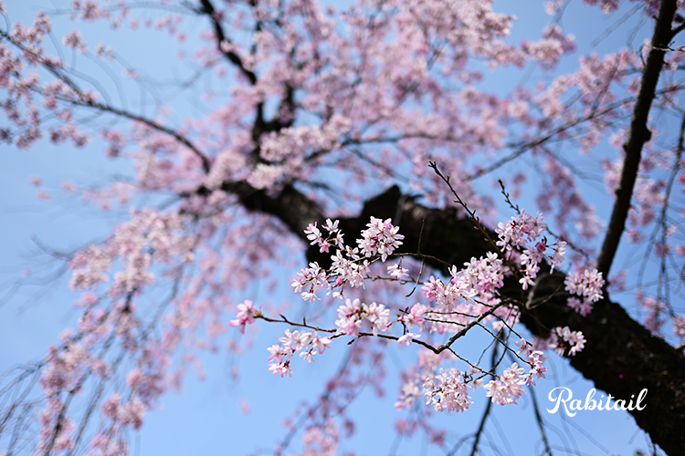 桜満開 | rabitail
