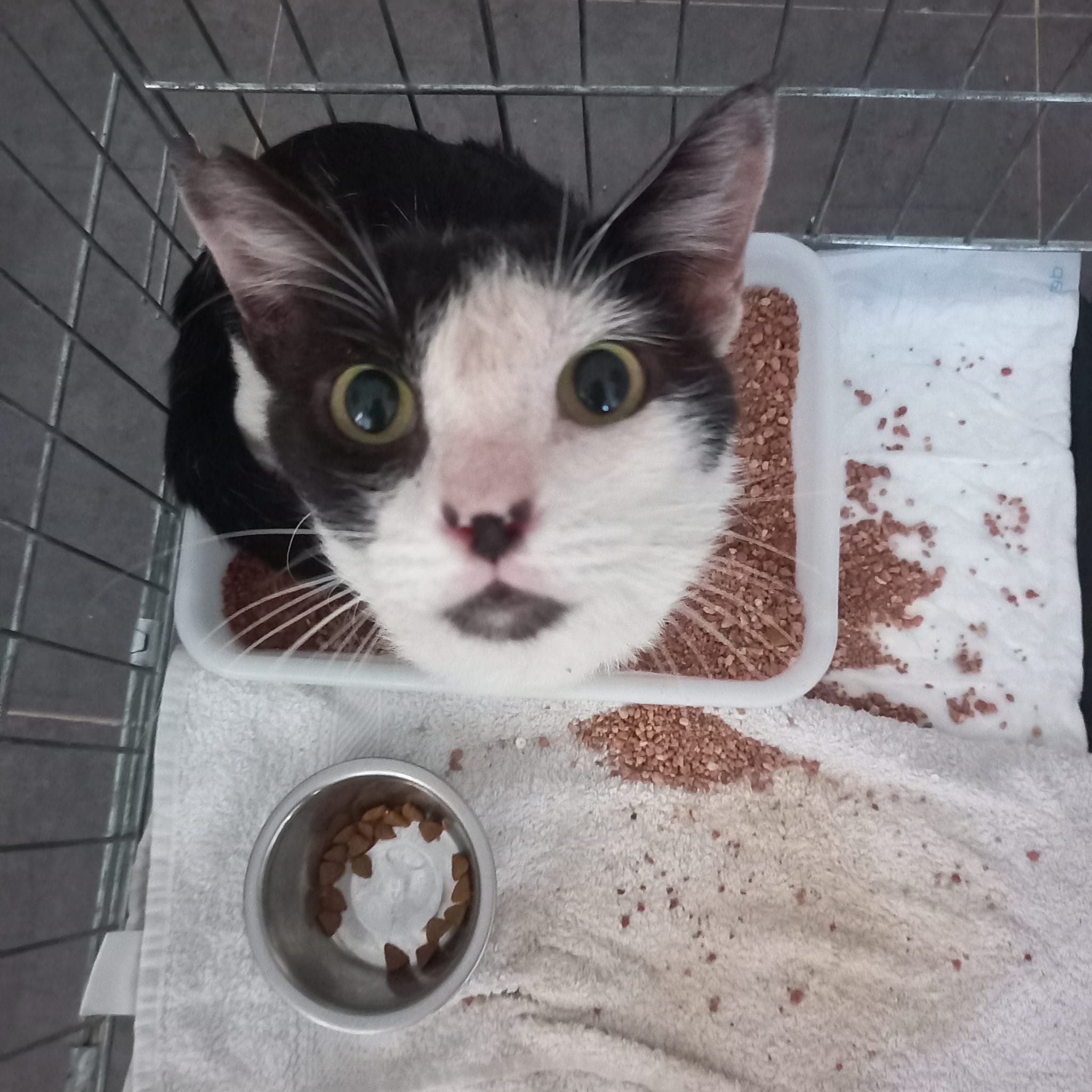 stray cat