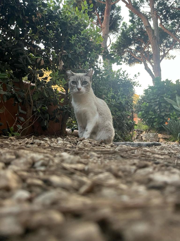 stray cat