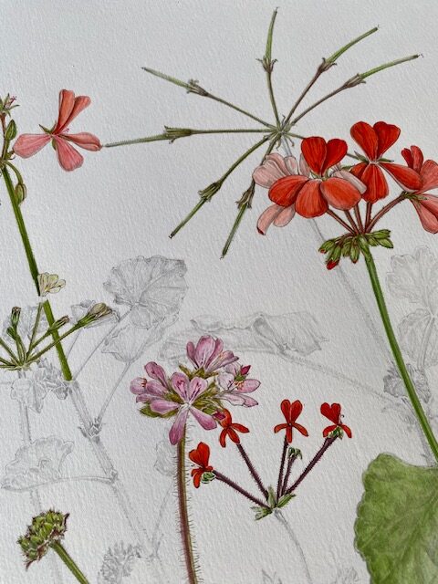 Lisa's illustration of a variety of flowers