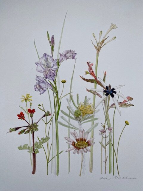 Lisa's illustration of a variety of flowers